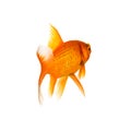 Goldfisch von hinten